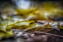 Fallen leaves by Kevin  Keil