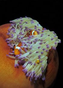 Nemo in Familie von Andre Philip
