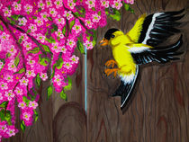 American Goldfinch by Dawn Siegler