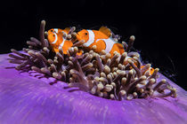 finding Nemo by Daniel Dietrich