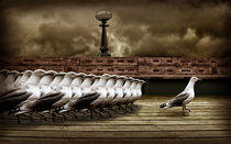 Marching Gulls by Andrew White