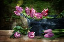 Tulips still life   -  Tulpen Stillleben von Claudia Evans