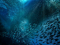Fischschwarm von Peter Bublitz