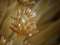 Anemone by Peter Bublitz
