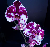Orchid Blooms by David Bishop