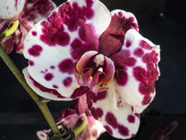 Orchid Bloom by David Bishop