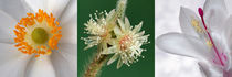 Blütenmakro, weiße Anemone und Kaktusblüten von Dagmar Laimgruber