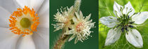 Blüten-Makro, weiße Anemone, Kaktusblüte und Nigella by Dagmar Laimgruber