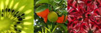 Früchte-Makro, Kiwi, Orange, Granatapfel, fruits by Dagmar Laimgruber