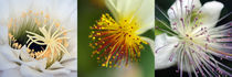 Blütenmakro, Kaktusblüte, Kapländische Linde und Kapernblüte von Dagmar Laimgruber