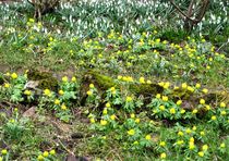 Frühlingsboten im Garten, Winterlinge u.Schneeglöckchen by assy