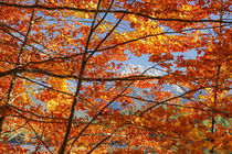 Herbstblick by moqui
