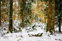 Wald im Winterschlaf von Nicc Koch