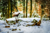 Ruhe im Winterwald von Nicc Koch