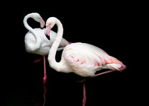 Liebende Flamingos by Daniel Schwab