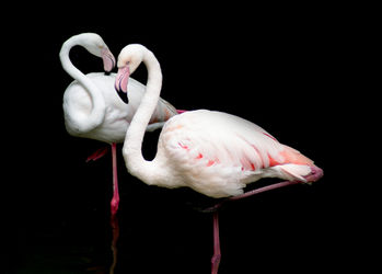 Flamingo-highgloss