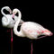 Flamingo-highgloss