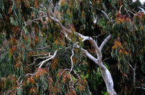 Eukalyptus von Iris Heuer