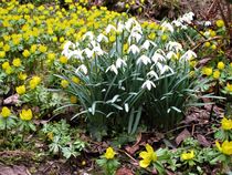 Frühlingsboten im Garten : Schneeglöckchen und Winterlinge von assy