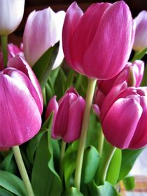 pinkfarbige Tulpen von assy