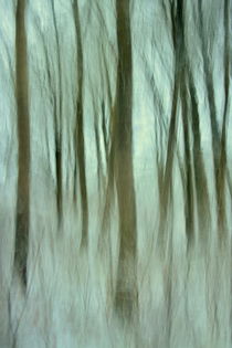 'Trees in pastelgreen' von Christina Sillèn