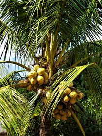 Kokospalme mit Kokosnüssen von assy