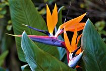 Strelizien oder auch Paradiesvogelblume von assy