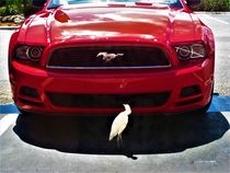 roter Ford Mustang und Silberreiher von assy