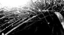 Morning bath of gras in black and white von casselfornia-art