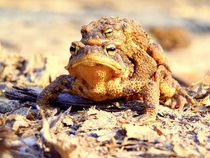 Life of toads - Das Leben der Kröten von casselfornia-art