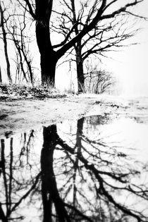 Private mirror of a tree  by casselfornia-art