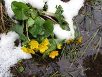Blume im Schnee by Angelika Keller