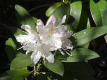 Rhododendron-Blüte von Angelika Keller