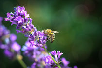 Wespe im Lavendel - A wasp on lavender by Ruth Klapproth