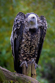 Geier - Vulture by Ruth Klapproth