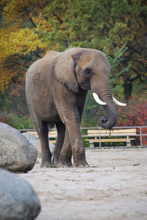 African Elephant  von Ruth Klapproth