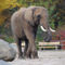 Tierpark-berlin-elephant