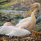 Tierpark-berlin-pelikane
