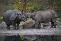 Rhinos in Love   von Ruth Klapproth