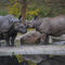 Tierpark-berlin-rhinos