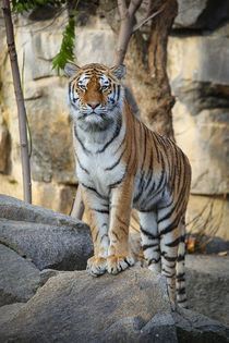 Majestic Tiger - Stolzer Tiger von Ruth Klapproth
