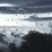 Birds in sky by Christina Sillèn