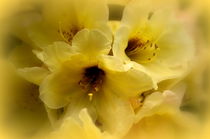 Rhododendron von Iris Heuer