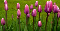 Pink Tulip von Iris Heuer