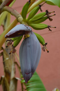 Banane von Iris Heuer