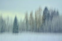 Winterforest by Christina Sillèn