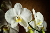 Orchidee Phalaenopsis von Iris Heuer