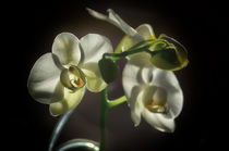 Orchidee Phalaenopsis by Iris Heuer