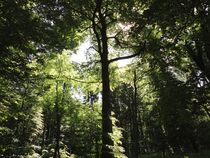 Licht und Schattiges - Im Wald by Angelika Keller