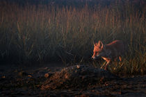 Early morning fox by Dave Milnes